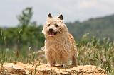 CAIRN TERRIER 556
